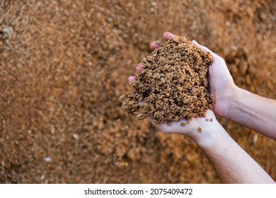 Hands Holding Bunch Of Brewer's Grains, Livestock Feed.