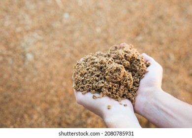 Hands holding bunch of brewer's grains, livestock feed. - Shutterstock ID 2080785931