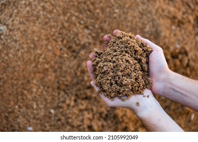 Hands holding bunch of brewer's grains, livestock feed. - Shutterstock ID 2105992049