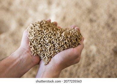 Hands holding bunch of fodder for calfs, livestock feed. - Shutterstock ID 2077235563