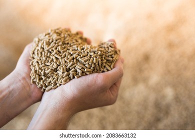 Hands holding bunch of fodder for calfs, livestock feed. - Shutterstock ID 2083663132