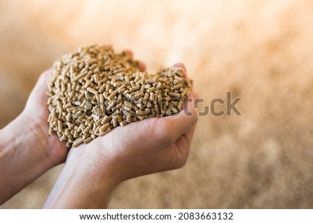Hands holding bunch of fodder for calfs, livestock feed.