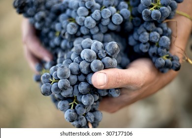 Hands holding a bunch of grapes