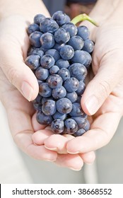 Hands Holding A Bunch Of Pinot Noir Grape