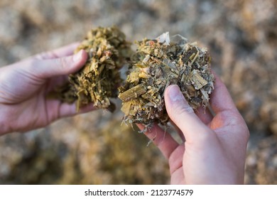 Hands Holding Bunch Of Pressed Maize Silage, Fodder, Livestock Feed.