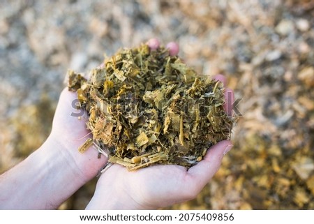 Hands holding bunch of pressed maize silage, fodder, livestock feed.