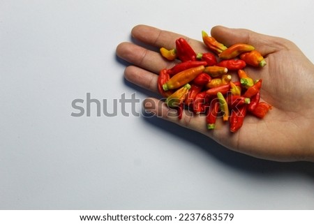 the hands holding chilies. on white isolated background