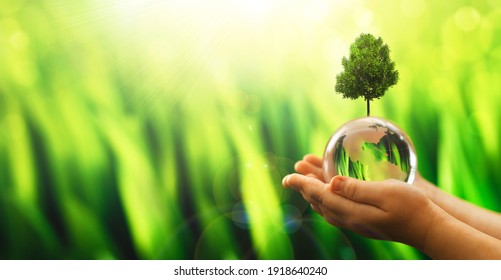 Hands Holding Crystal Earth Globe And Growing Tree. Arbor Day. Environment, Save Clean Planet, Ecology Concept. Earth Day Banner With  Copy Space