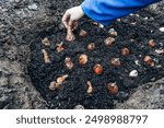 hands holding daffodil bulbs before planting in the ground