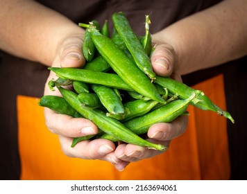 Hands holding fresh green pea pods.
Selective focus