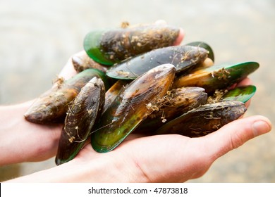 Hands holding fresh New Zealand green-lipped mussels