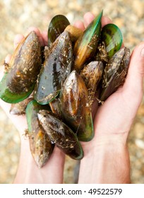 Hands holding fresh New Zealand green-lipped mussels, shallow focus