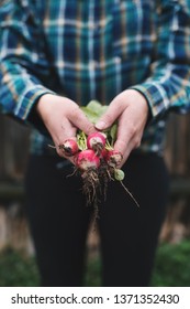 Hands Holding Fresh Radish From Small Farm. Concept Of Agricultural. Young Woman Picking Root Vegetables.