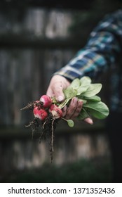 Hands Holding Fresh Radish From Small Farm. Concept Of Agricultural. Young Woman Picking Root Vegetables.