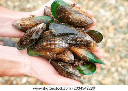 Hands holding freshly harvested delishious green-lipped mussels (known as greenshell mussel or kuku) at Marlborough Sounds, South Island of New Zealand Foto stock © 