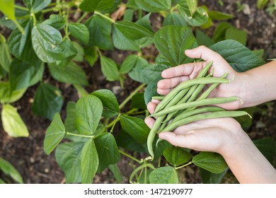 Hands Holding Freshly Picked Green Beans Above A Green Bean Garden