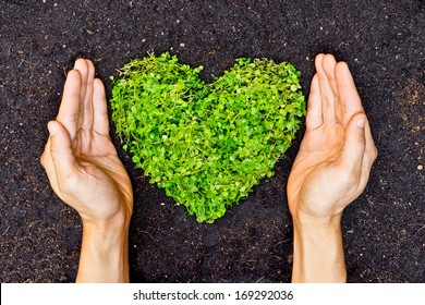 Hands Holding Green Heart Shaped Tree / Tree Arranged In A Heart Shape / Love Nature / Save The World / Heal The World / Environmental Preservation