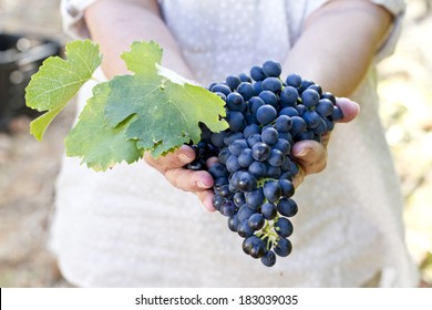 Hands holding a healthy bunch of grapes