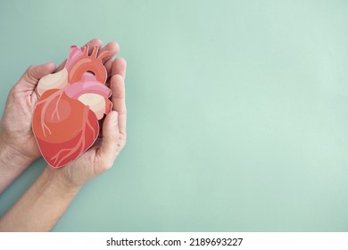 Hands Holding Heart Anatomy, Organ Donor, Cardiac Heart Cancer, Health Care Hopital Service Concept