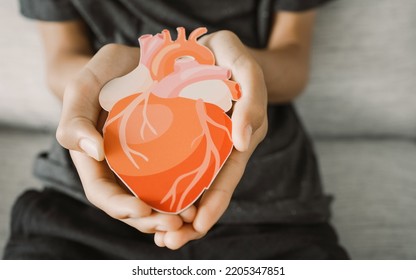 Hands Holding Heart Anatomy, Organ Donor, Cardiac Heart Cancer, Health Care Hospital Service Concept