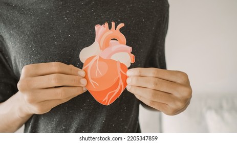 Hands Holding Heart Anatomy, Organ Donor, Cardiac Heart Cancer, Health Care Hospital Service Concept