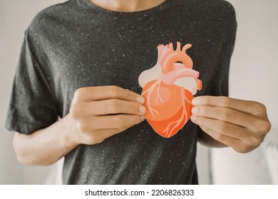 Hands Holding Heart Anatomy, Organ Donor, Cardiac Heart Cancer, Health Care Hopital Service Concept