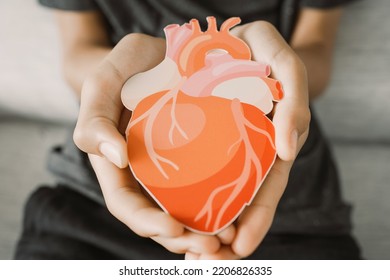 Hands Holding Heart Anatomy, Organ Donor, Cardiac Heart Cancer, Health Care Hopital Service Concept