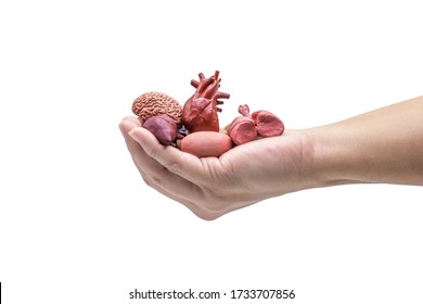 Hands holding human internal organ model on white background. Organ Donations concept.