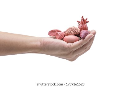 Hands Holding Human Internal Organ Model On White Background. Organ Donations Concept.