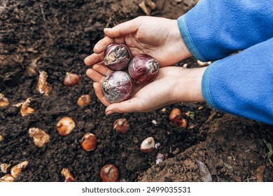 hands holding hyacinth bulbs before planting in the ground - Powered by Shutterstock