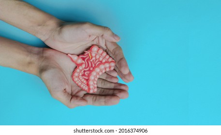 Hands Holding Intestine Shape, Healthy Bowel Degestion, Leaky Gut, Probiotics And Prebotics For Gut Health, Colon, Gastric, Stomach Cancer Concept