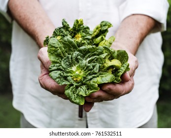 Hands Holding Kale Organic Produce From Farm