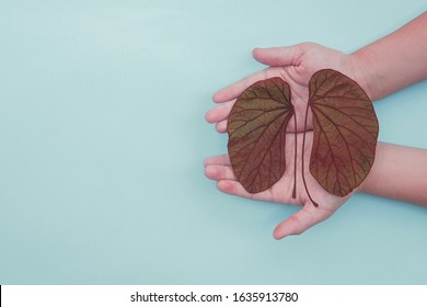 hands holding kidney shaped leaves, world kidney day, National Organ Donor Day, charity donation concept