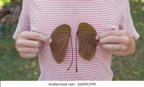 Hands Holding Kidney Shaped Leaves, World Kidney Day, National Organ Donor Day, Charity Donation Concept