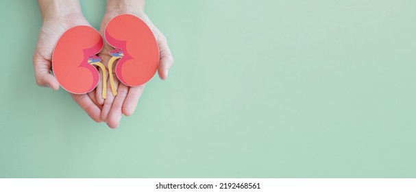 Hands Holding Kidney Shaped Paper, World Kidney Day, Organ Donor Day, Chronic Kidney Disease Concept