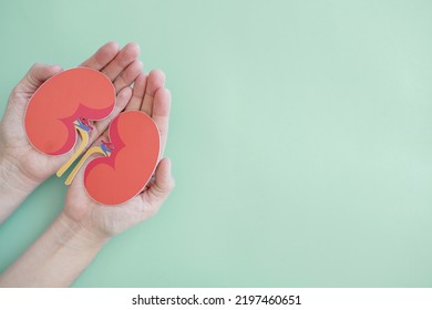 Hands Holding Kidney Shaped Paper, World Kidney Day, Organ Donor Day, Chronic Kidney Disease Concept