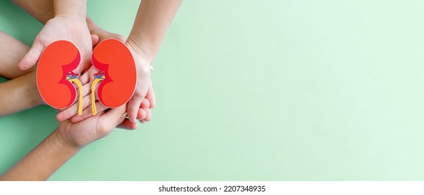 Hands Holding Kidney Shaped Paper, World Kidney Day, Organ Donor Day, Chronic Kidney Disease Concept