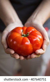 Hands Holding A Large, Fresh Tomato