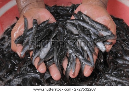 Hands holding a large group of small juvenile catfish over a red basin. A close-up shot showing dozens of healthy baby catfish (fingerlings) being held in two hands, highlighting aquaculture and fish farming practices.