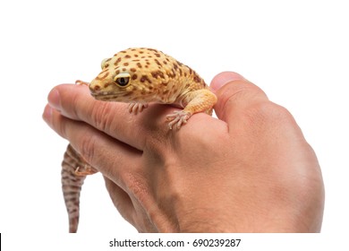 Hands Holding A Leopard Gecko