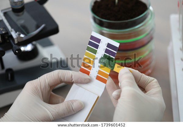 Hands holding litmus test paper for soil\
analysis. Litmus paper shows acidity, chemical analysis. Soil\
sampling for ph test. Strips and scraps filter paper tape. Accurate\
measurement results