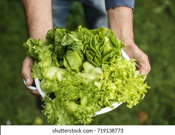 Hands holding mixed salad vegetable organic produce from farm - Shutterstock ID 719138773