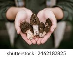 Hands holding morchella mushrooms close up. True morels. Foraging Morchella esculenta. Fungi delicacy, delicious edible mushrooms