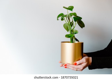 Hands Holding Peperomia Polybotrya (peperomia Raindrop) In Golden Flower Pot. Green Houseplant On White Background. Concept Of Urban Jungle, Growing Plants Indoors, Houseplant Care