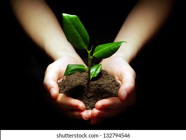 Hands Holding Plant In Soil On Black