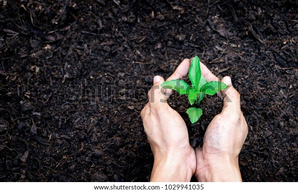 hands holding plant a tree sapling with on ground\
world environment day