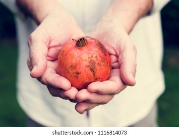 Hands Holding Pomegranate Organic Produce From Farm