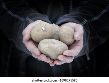 hands holding potatoes. Man's worn hands