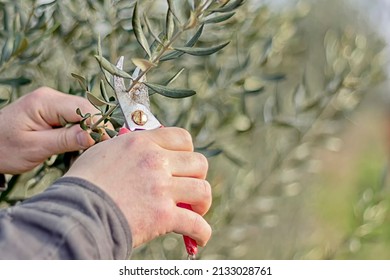 Hands holding pruning shears and cutting olive tree branch in spring. Traditional seasonal pruning. - Powered by Shutterstock