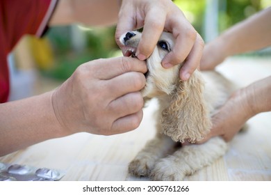 Hands Holding Puppy's Mouth To Feed Pill Supplement.Dog Having Prescription From Vet.Pet Health Care.Sick Canine.Ill Animal Fed With Antibiotic. Closeup Of Pup Eating Tablet.